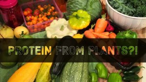 Protein from plants